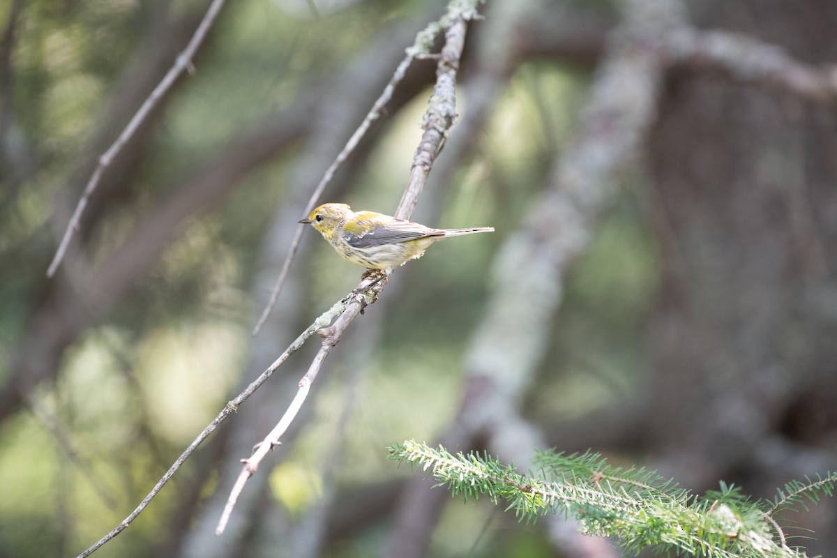 Cape May Warbler - ML112470191