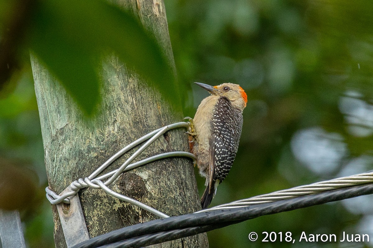 Golden-fronted Woodpecker - ML112475621