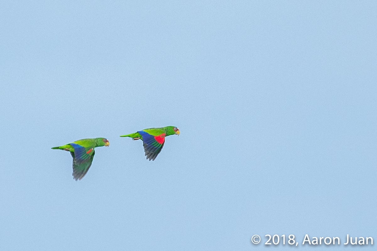White-fronted Parrot - ML112475691