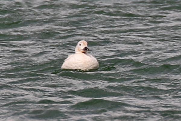 Long-tailed Duck - ML112476161