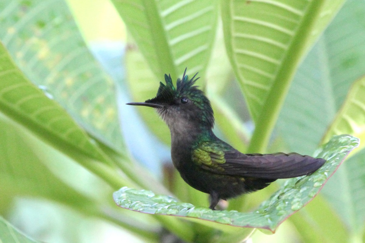 Antillean Crested Hummingbird - ML112478131
