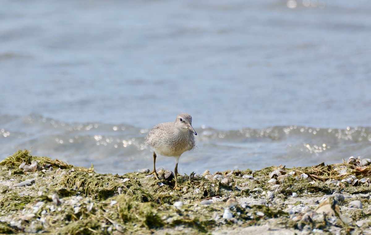 Red Knot - ML112482891