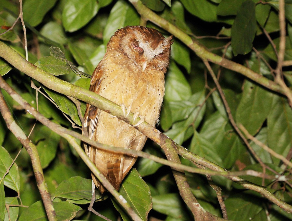 White-fronted Scops-Owl - ML112483751