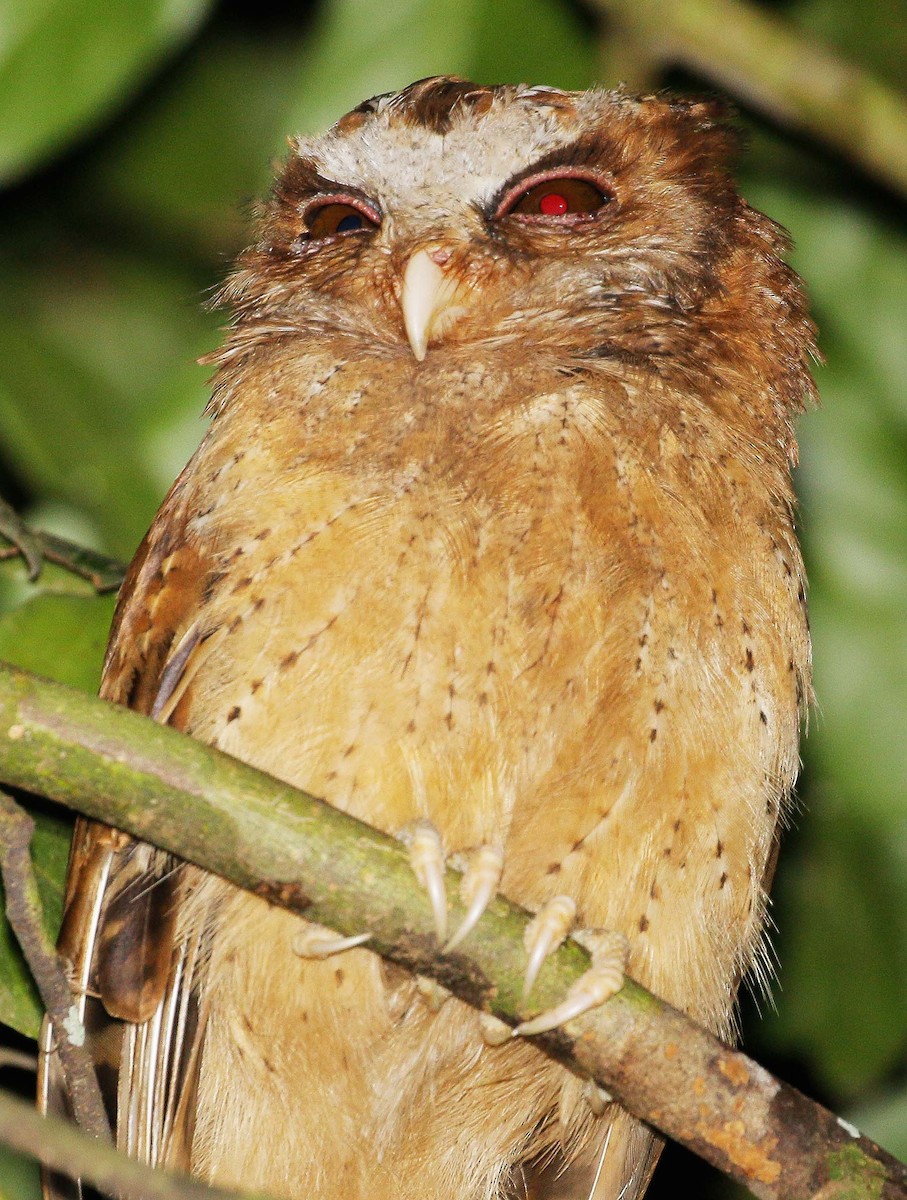 White-fronted Scops-Owl - Neoh Hor Kee