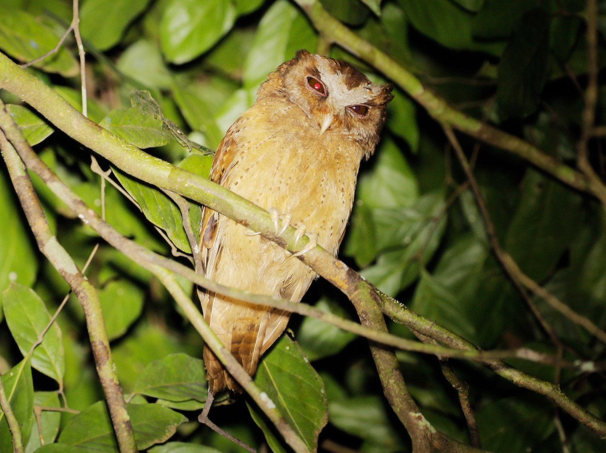 White-fronted Scops-Owl - Neoh Hor Kee