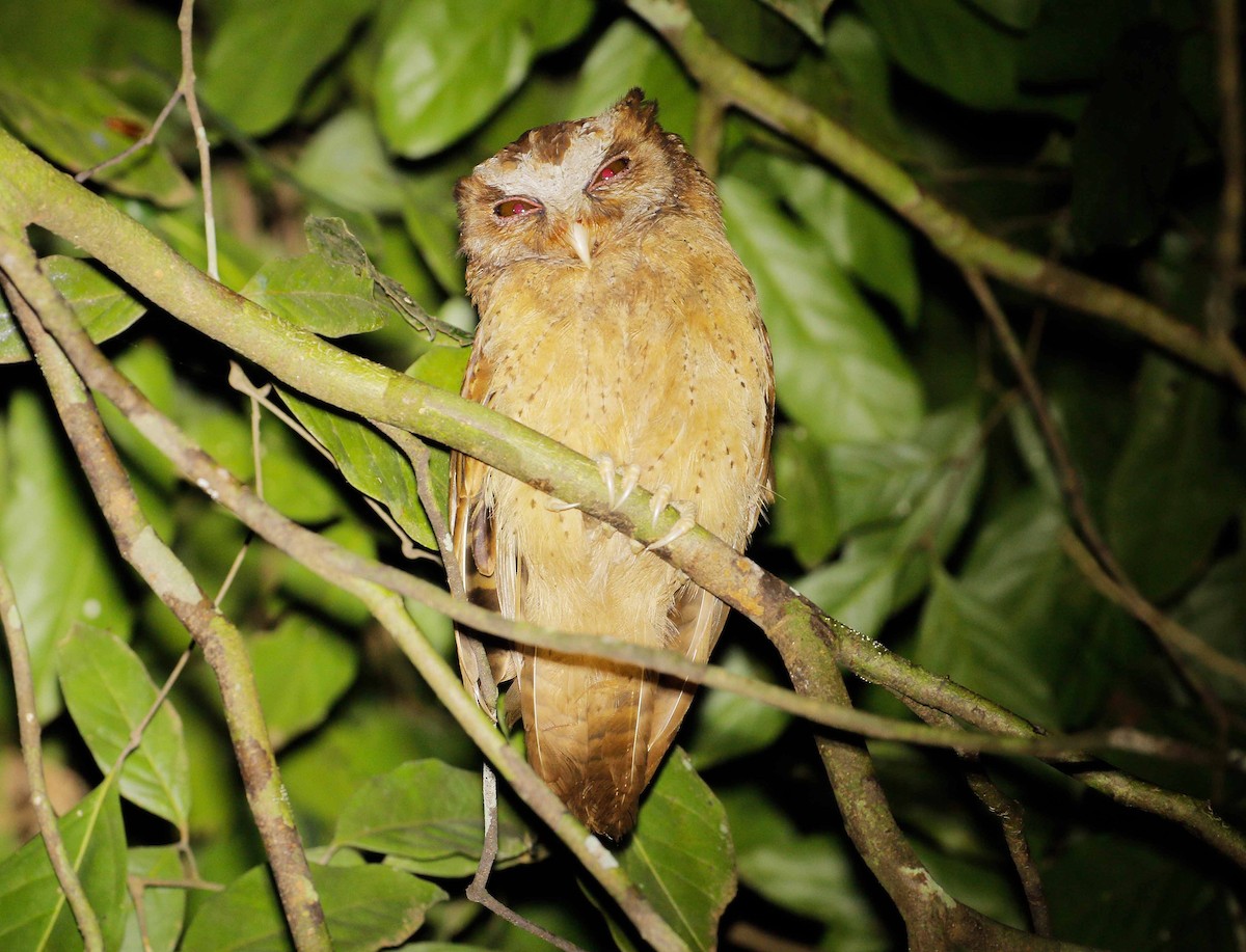 White-fronted Scops-Owl - ML112483781