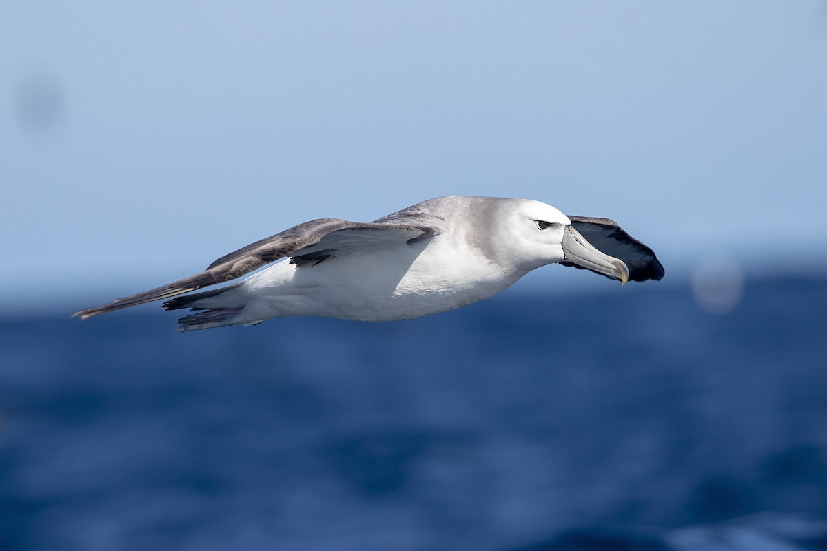 White-capped Albatross - Niall D Perrins