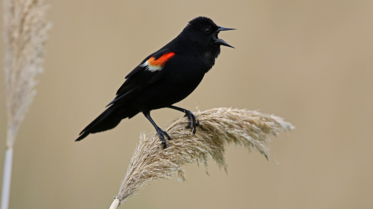 Red-winged Blackbird - Daniel Jauvin