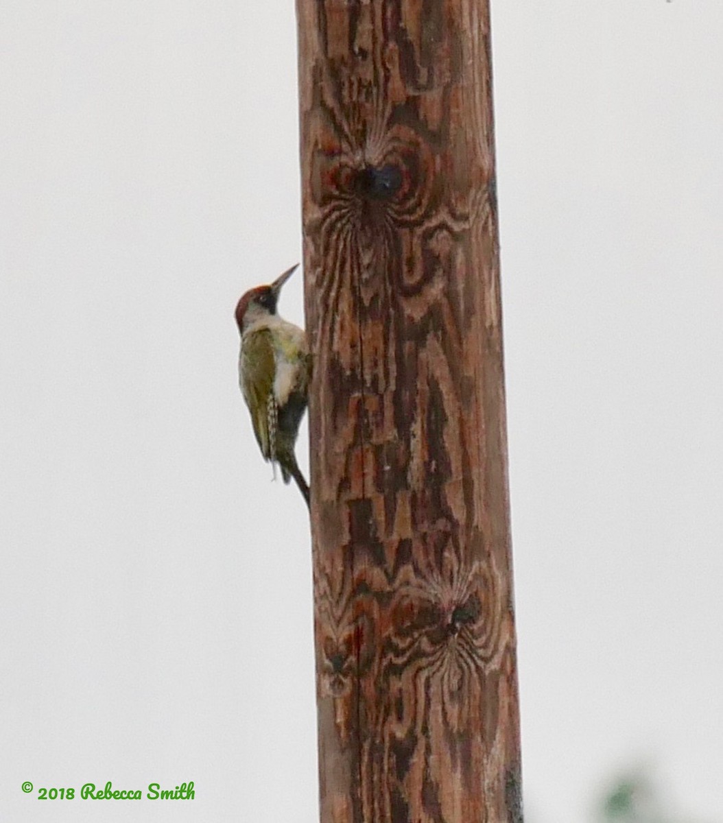 Eurasian Green Woodpecker (Eurasian) - Rebecca Smith