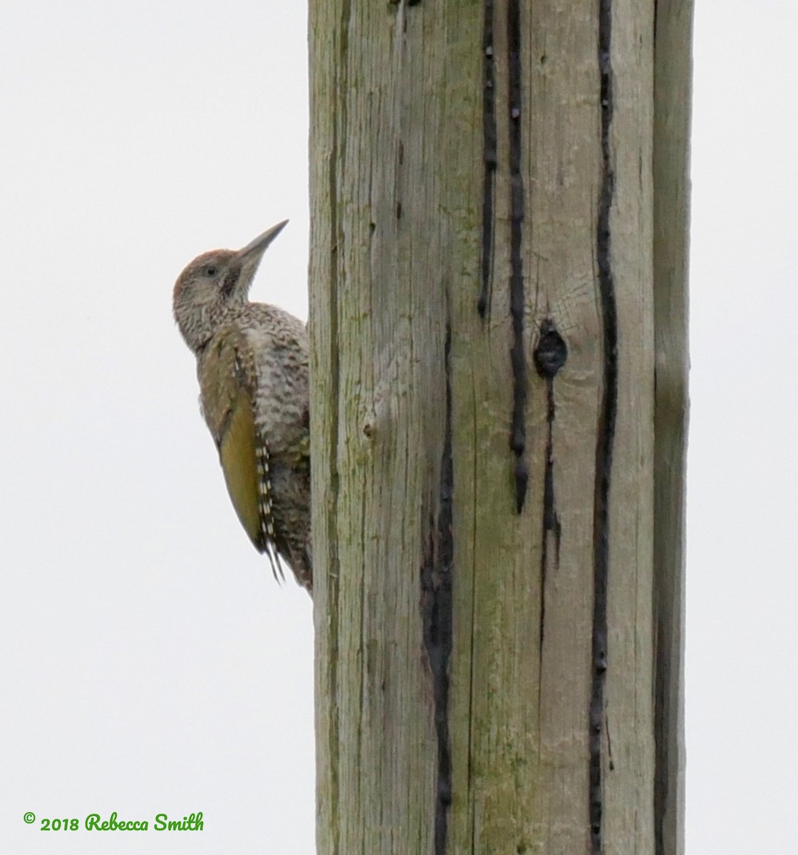 Eurasian Green Woodpecker (Eurasian) - Rebecca Smith