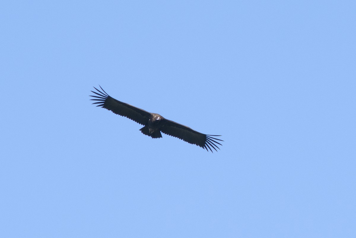 Cinereous Vulture - ML112490381