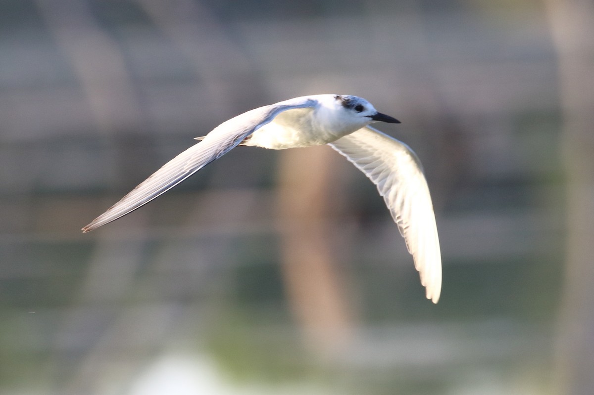 Whiskered Tern - Keith & Lindsay Fisher
