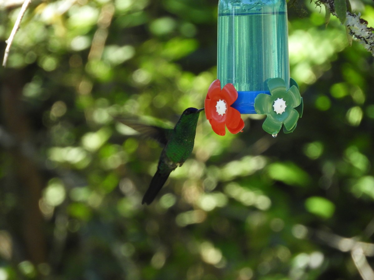 kolibřík fialovotemenný - ML112491791