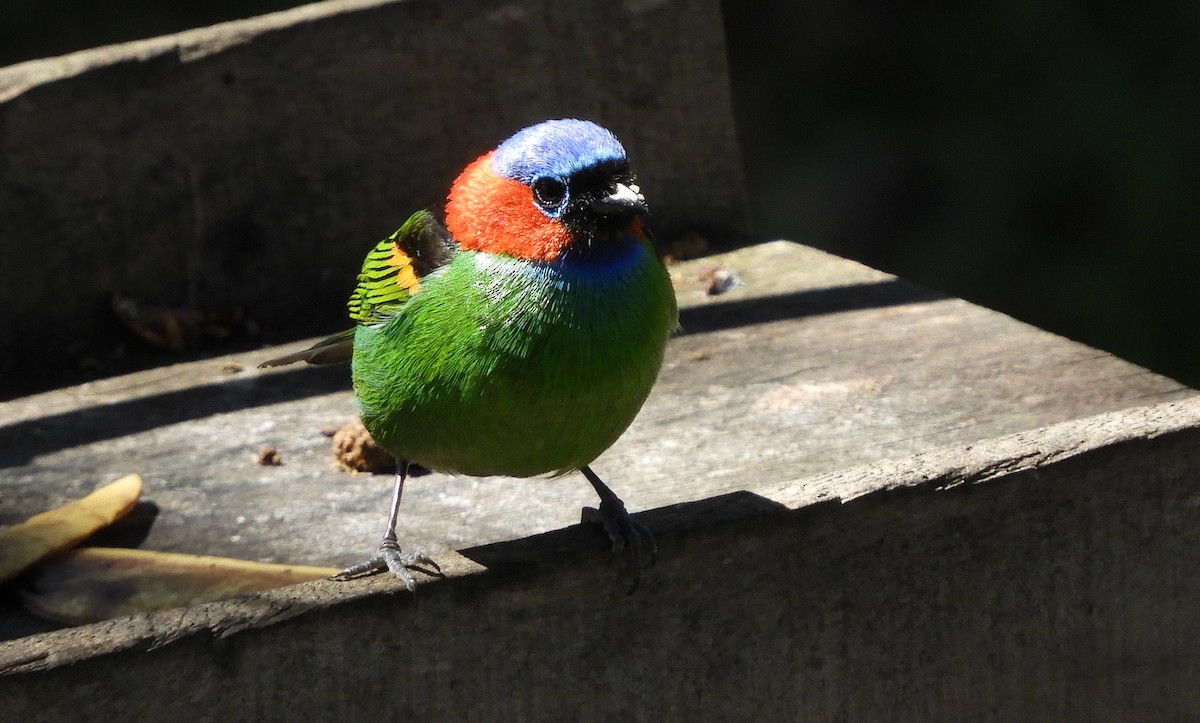 Red-necked Tanager - ML112493041