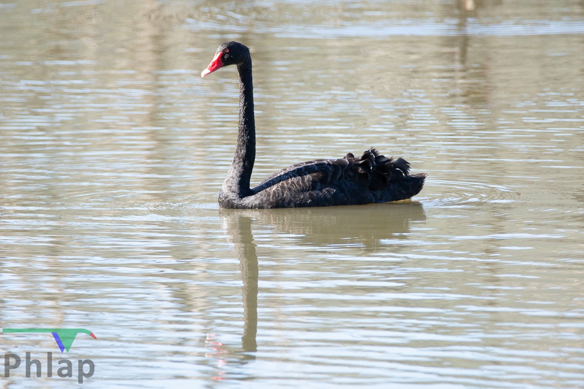 Black Swan - ML112493121