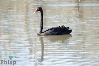 Black Swan, ML112493121