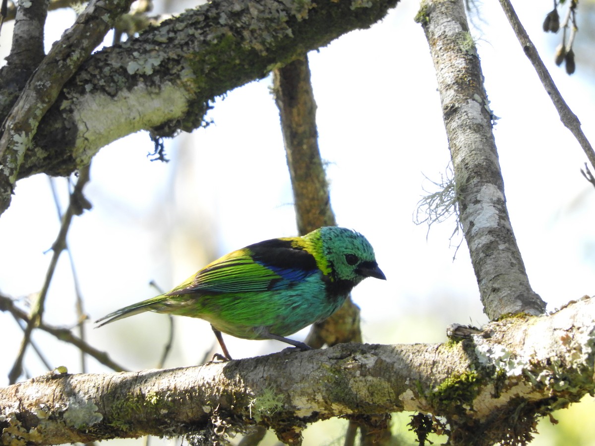 Green-headed Tanager - ML112493251