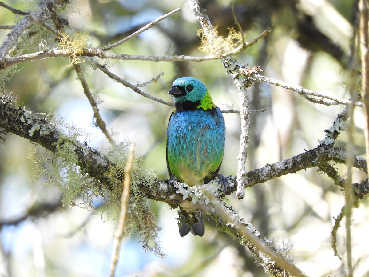 Green-headed Tanager - ML112493261