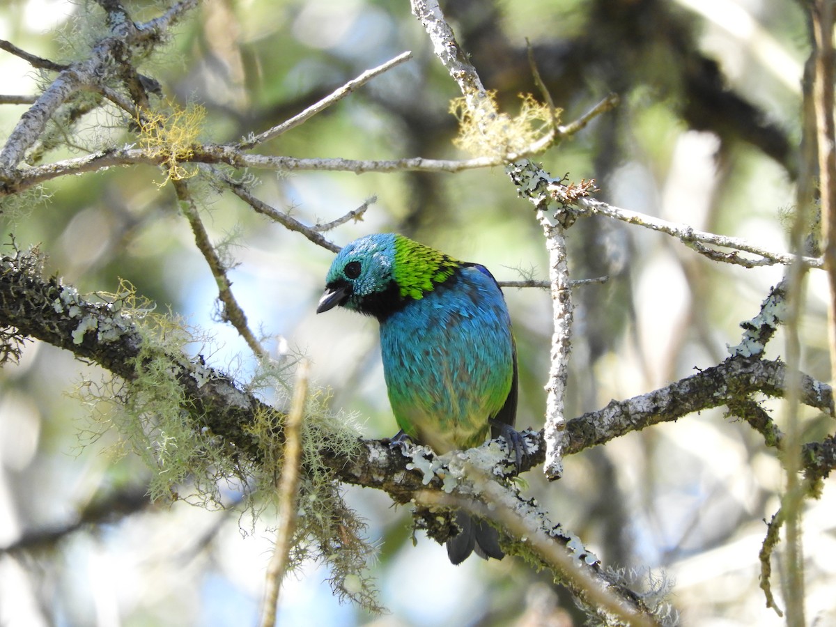 Green-headed Tanager - ML112493271