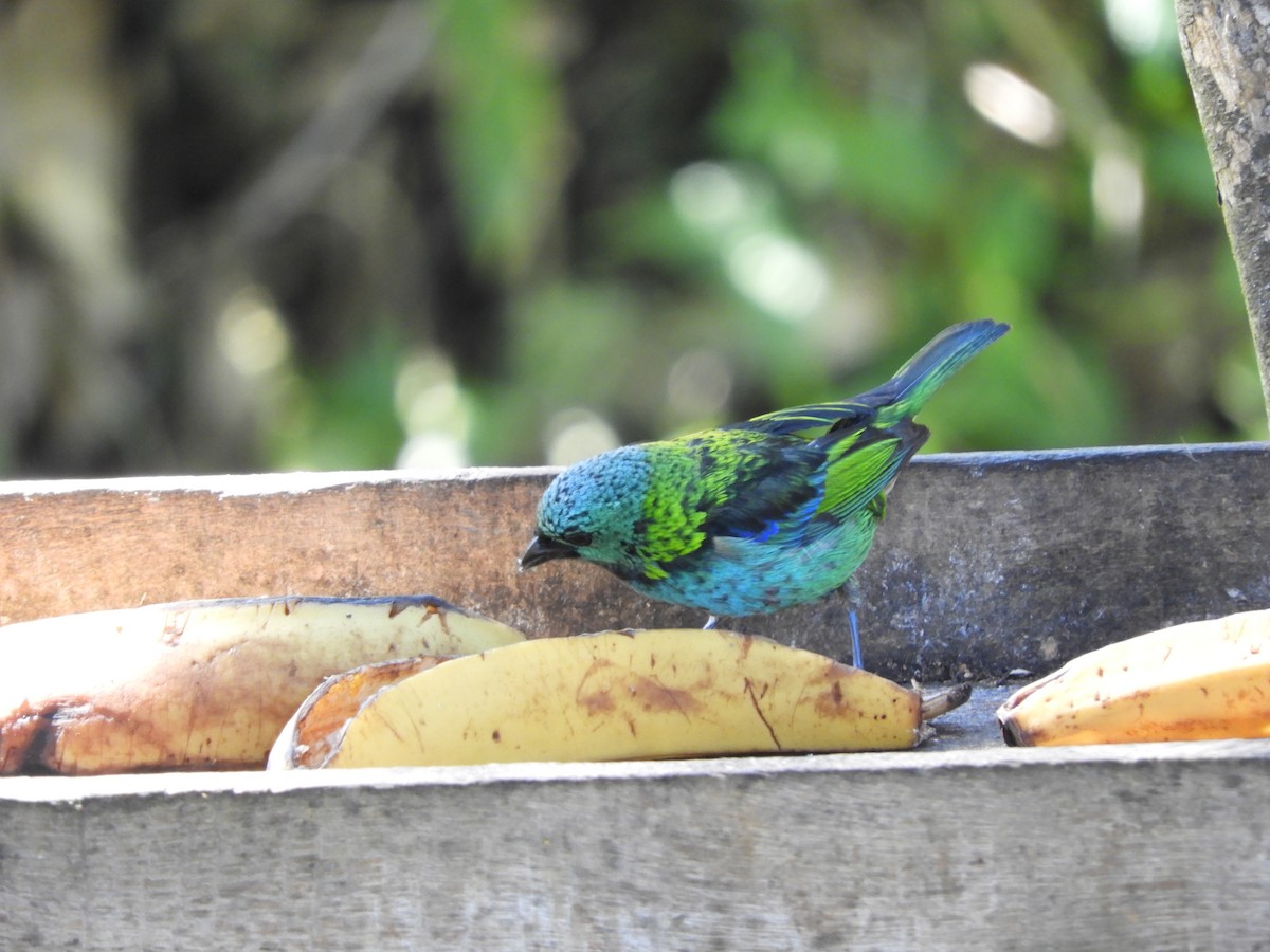 Green-headed Tanager - ML112493281