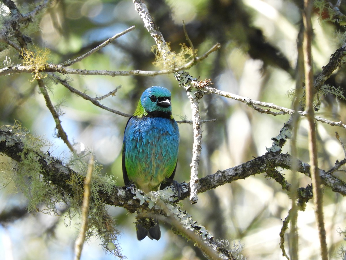 Green-headed Tanager - ML112493291