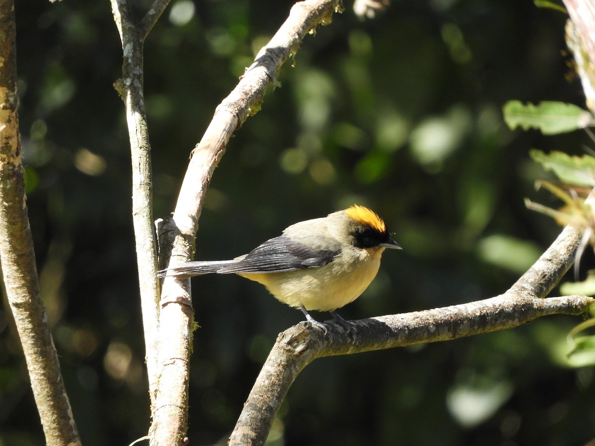 Black-goggled Tanager - ML112493391