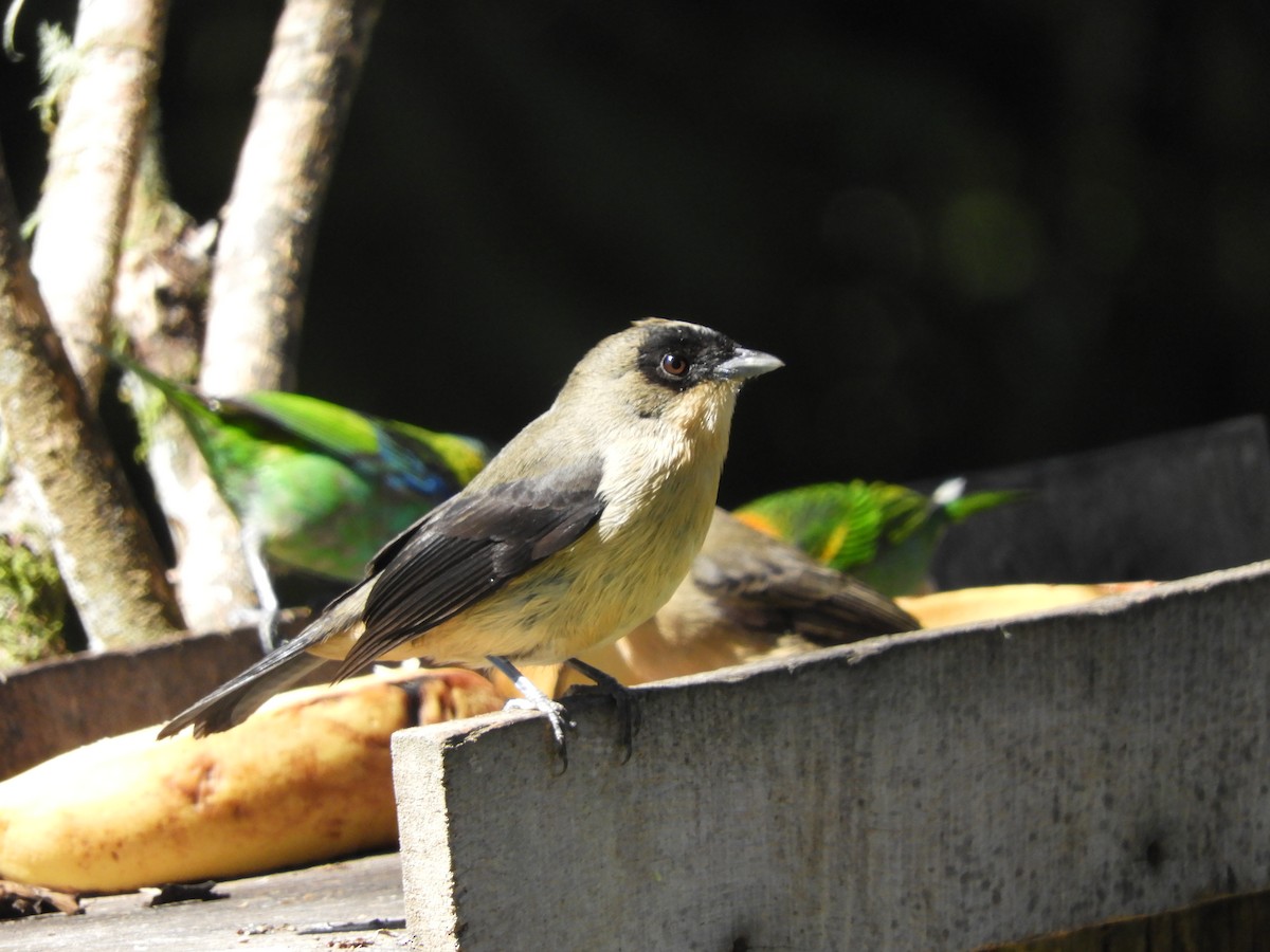 Black-goggled Tanager - ML112493411