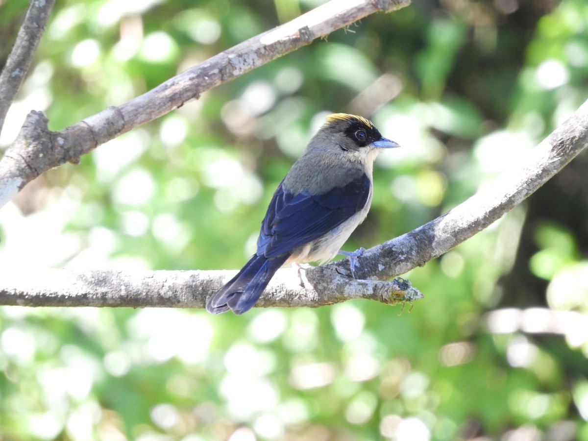 Black-goggled Tanager - ML112493451