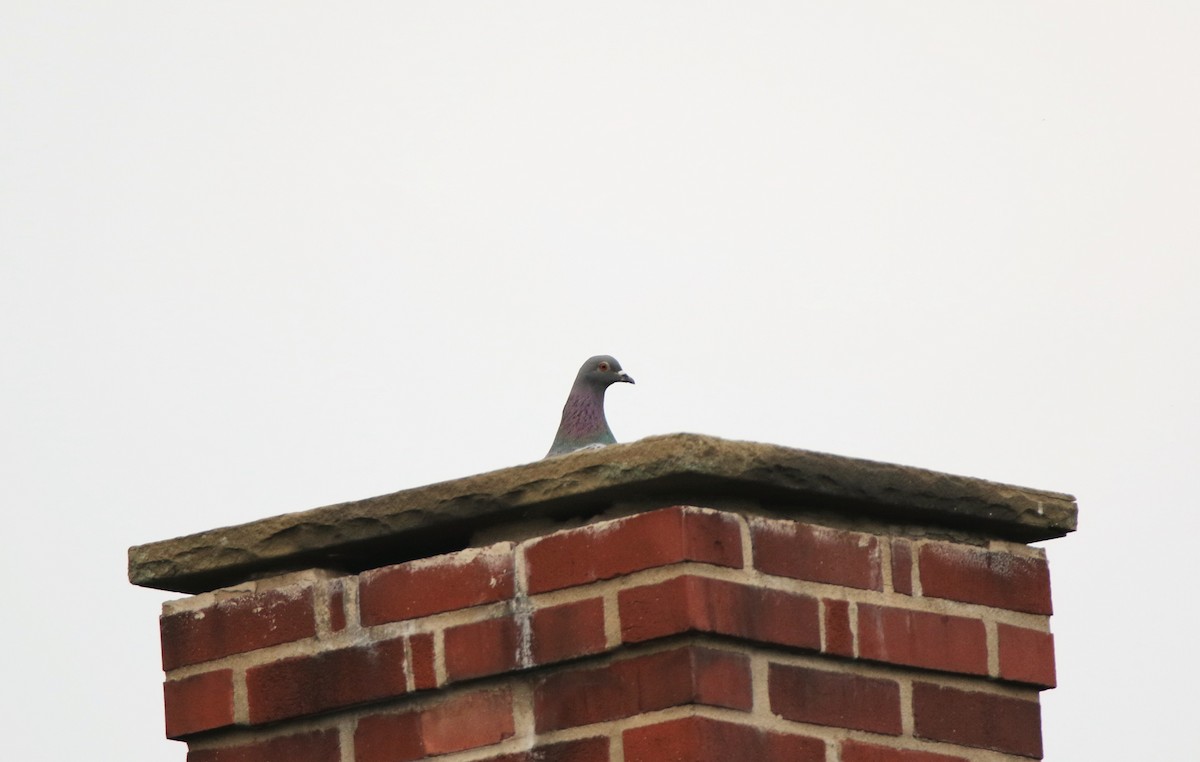 Rock Pigeon (Feral Pigeon) - ML112496101