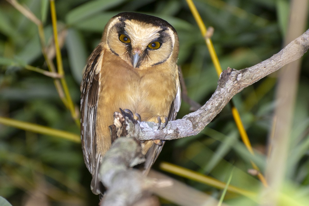 Buff-fronted Owl - ML112497651