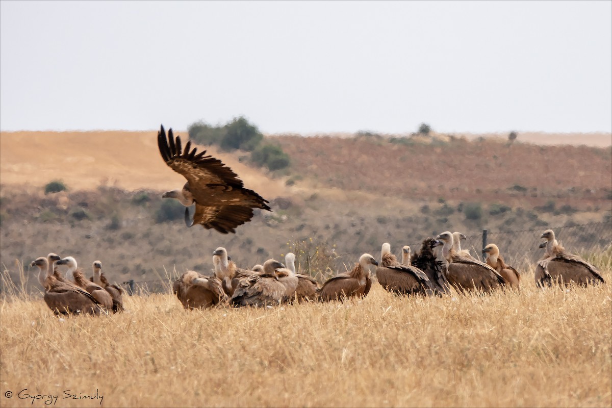 Cinereous Vulture - Gyorgy Szimuly