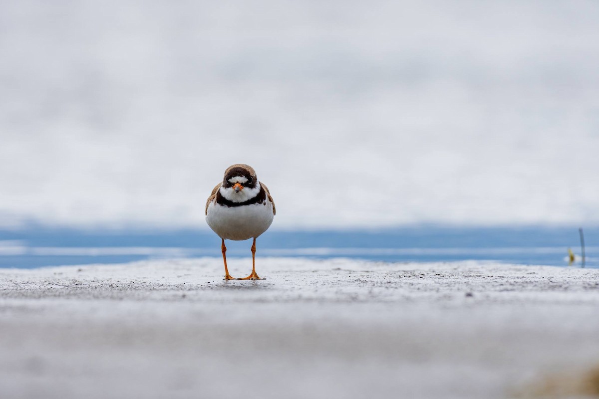 Semipalmated Plover - ML112500911