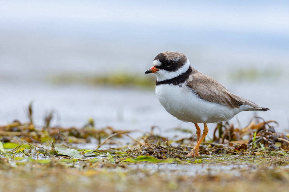 Semipalmated Plover - ML112500921