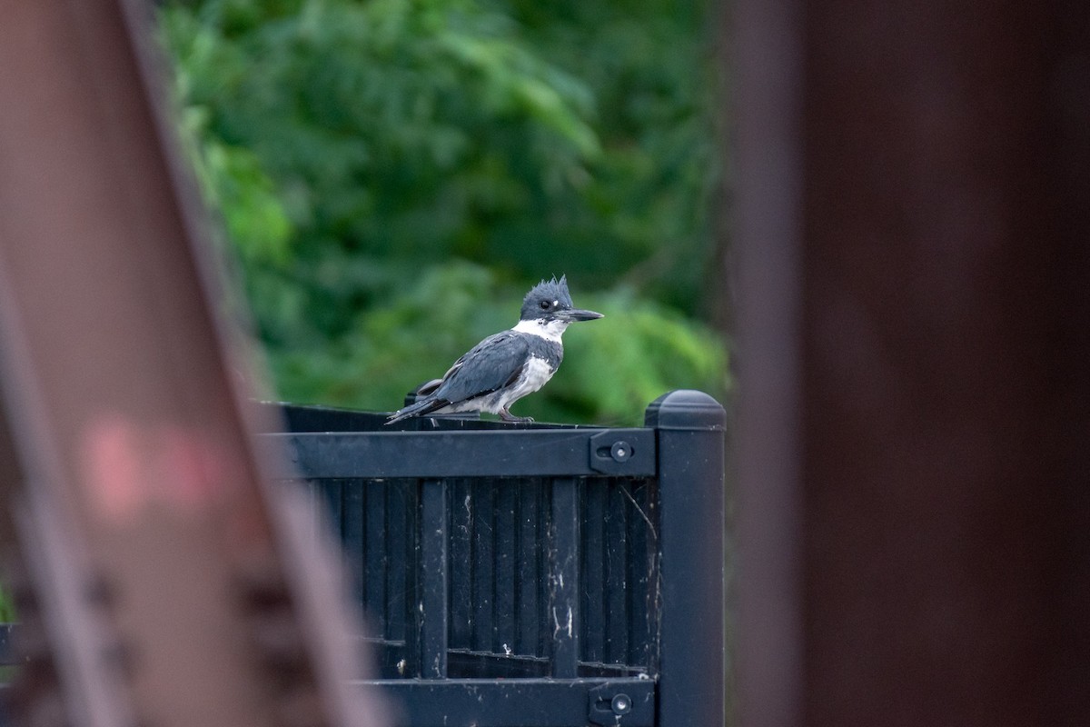 Belted Kingfisher - WVPD AmeriCorps