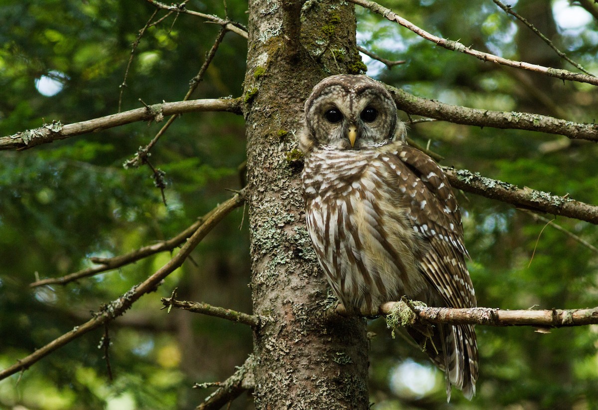 Barred Owl - ML112501851