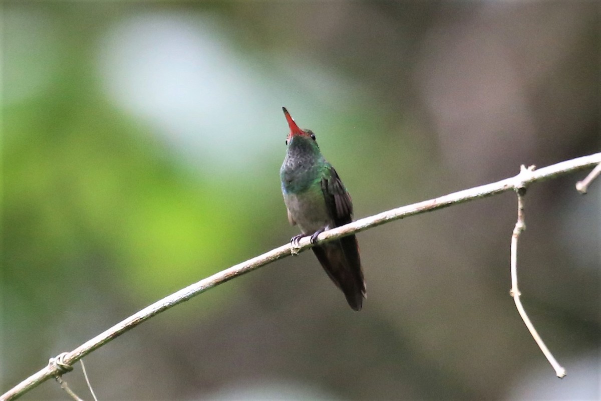 Rufous-tailed Hummingbird - ML112509791