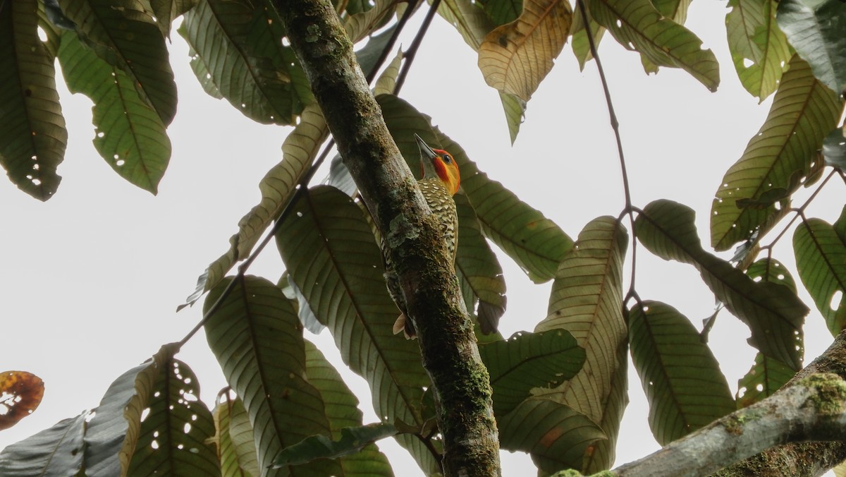 White-throated Woodpecker - Jorge Muñoz García   CAQUETA BIRDING