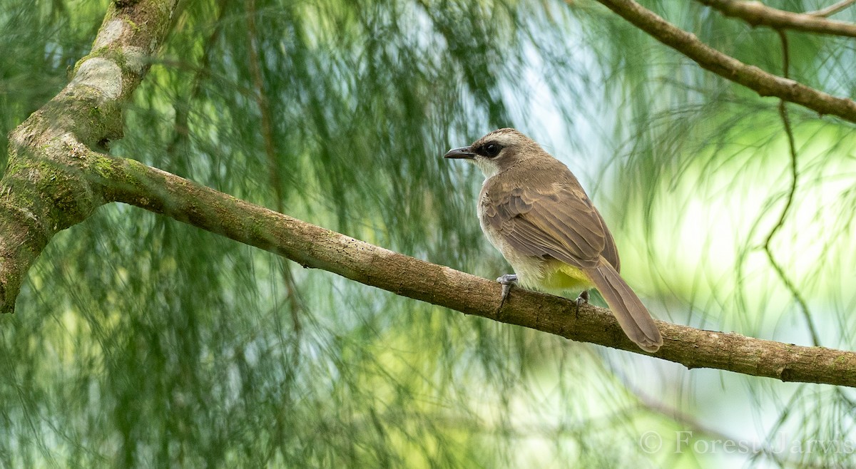 Yellow-vented Bulbul - Forest Botial-Jarvis