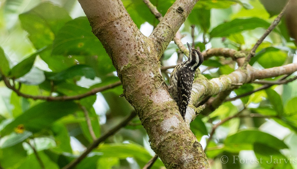 Philippine Pygmy Woodpecker - Forest Botial-Jarvis
