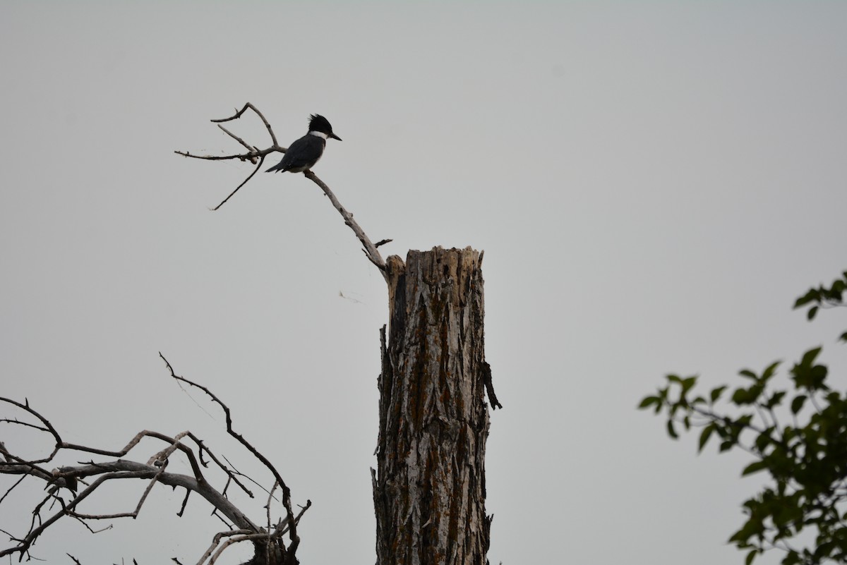 Belted Kingfisher - ML112513911