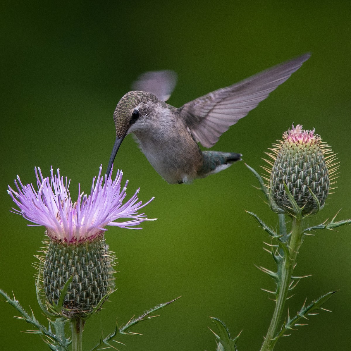Ruby-throated Hummingbird - Mark Duchesne