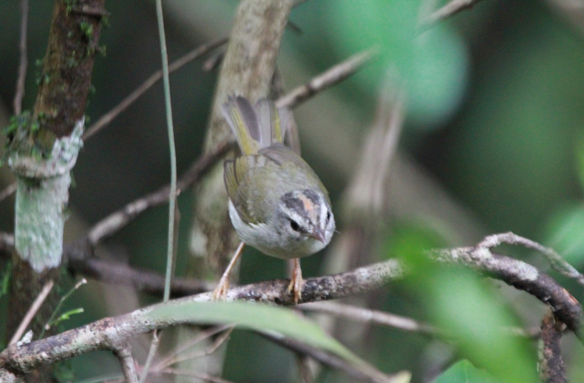 Golden-crowned Warbler (White-bellied) - ML112515641
