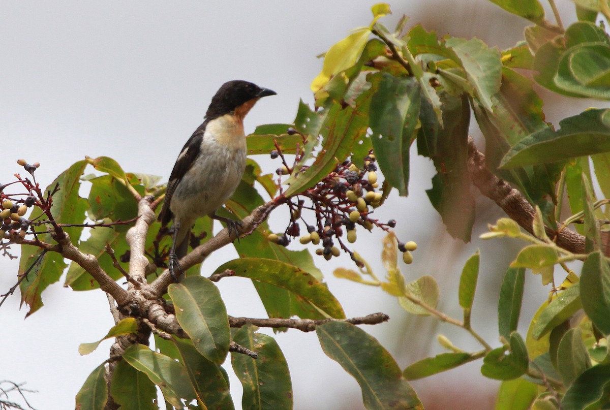 White-rumped Tanager - ML112517491