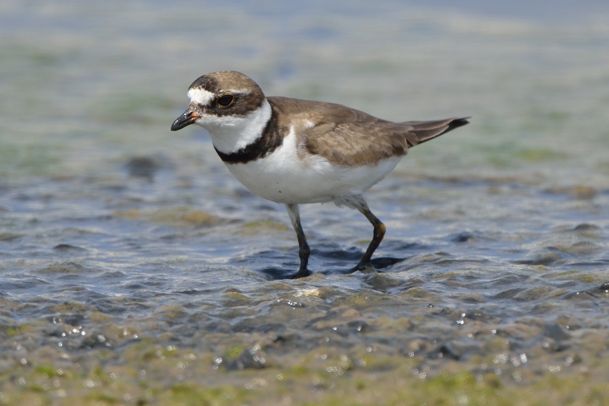 Semipalmated Plover - ML112521161