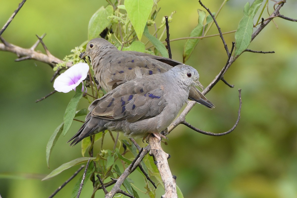 Plain-breasted Ground Dove - ML112522651