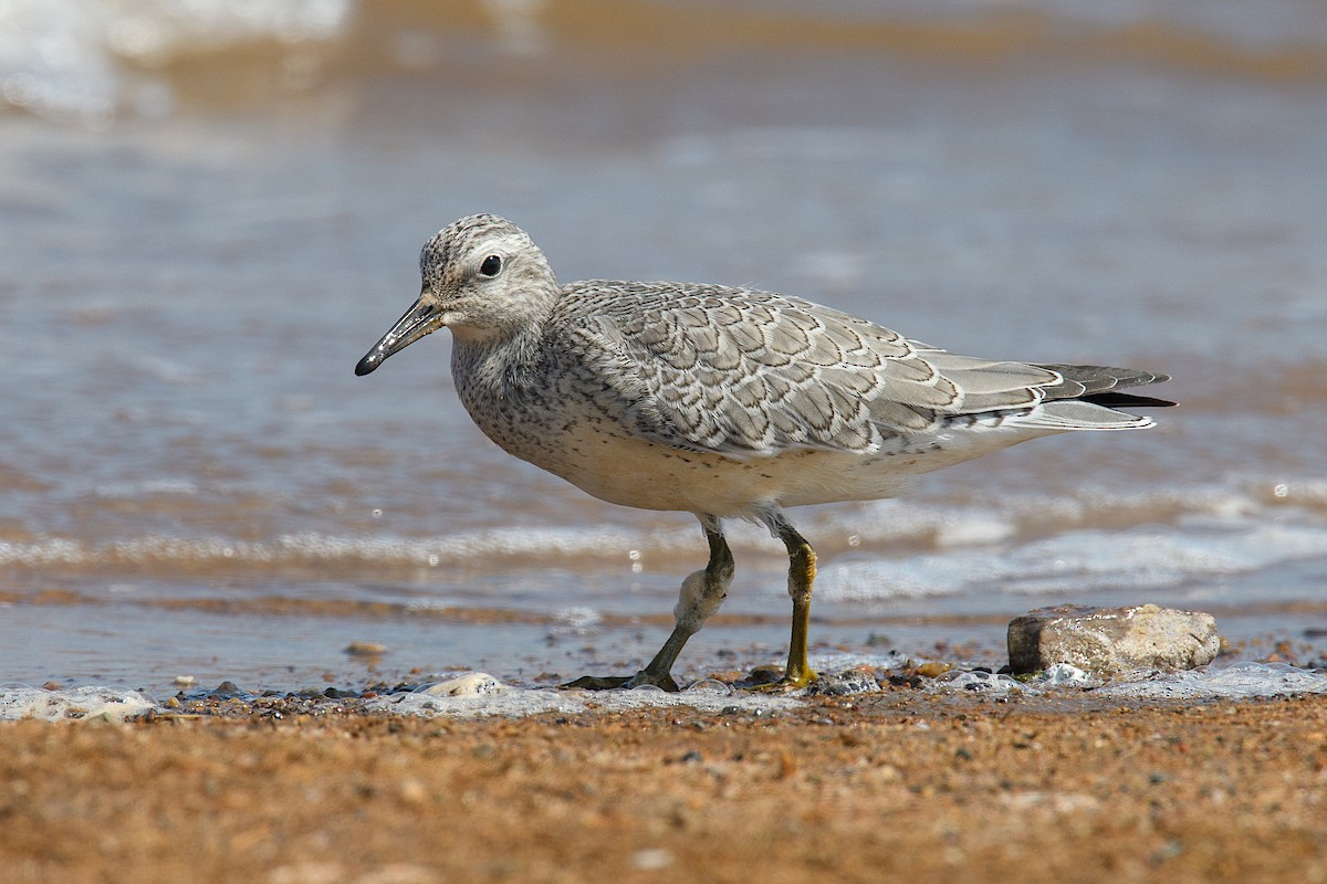 Red Knot - ML112525501