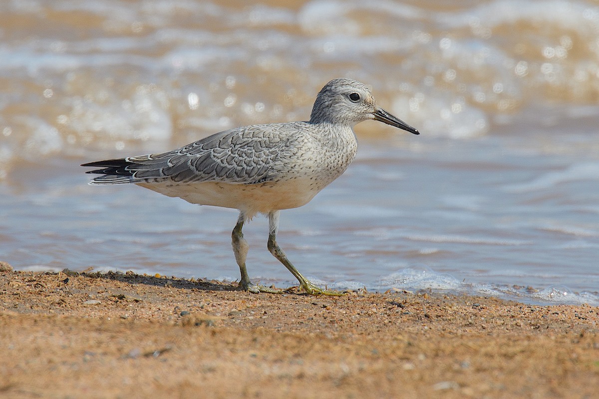 Red Knot - ML112525521