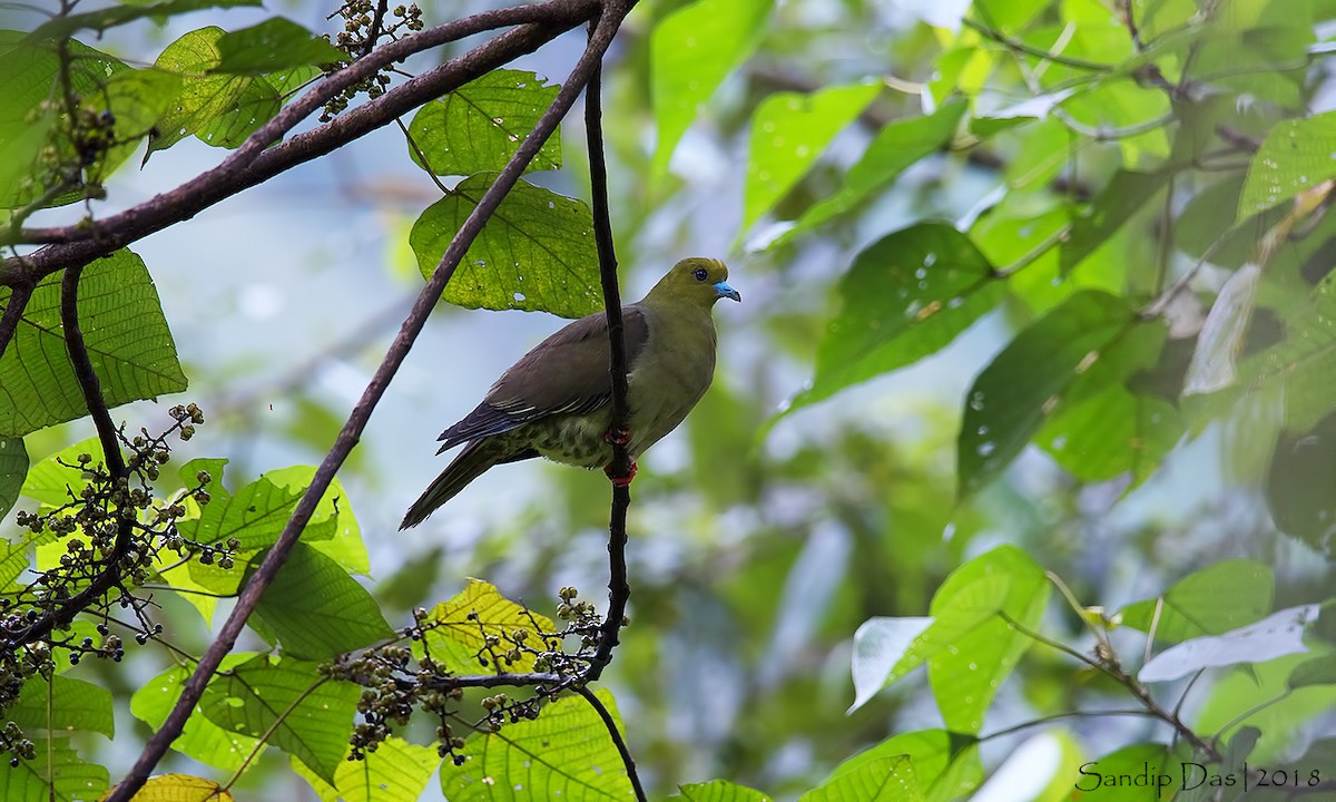 Wedge-tailed Green-Pigeon - ML112529231
