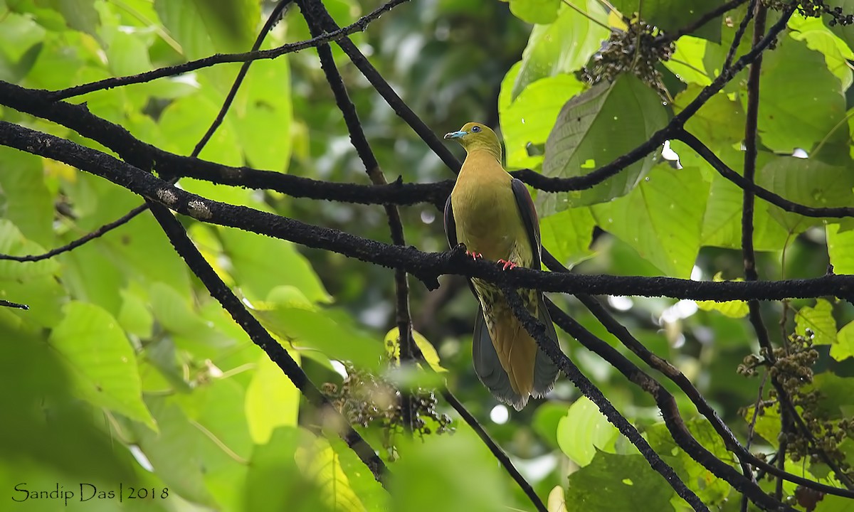 Wedge-tailed Green-Pigeon - ML112529241
