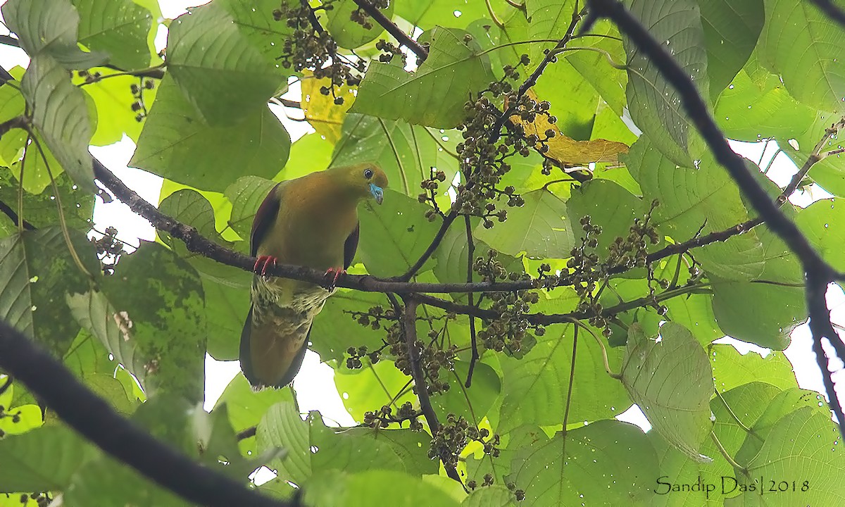 Wedge-tailed Green-Pigeon - ML112529261